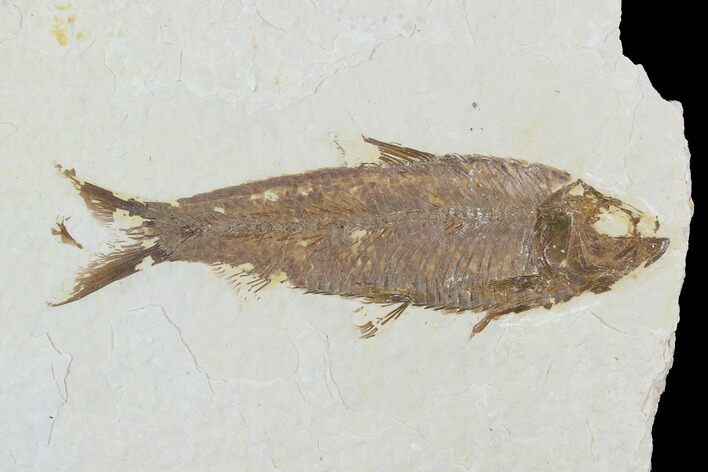 Detailed Fossil Fish (Knightia) - Wyoming #99413